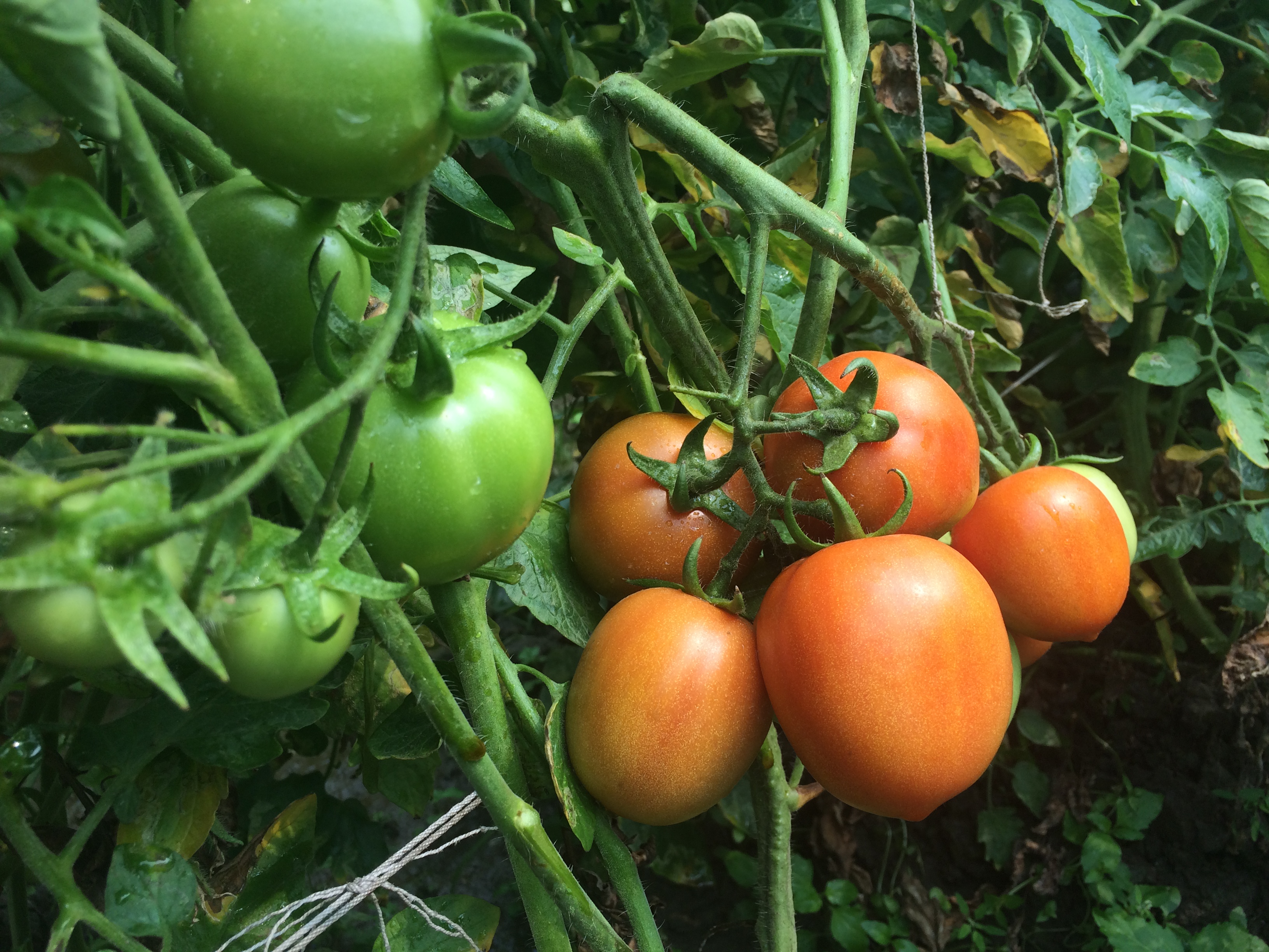 Control de Fusarium y Botryitis en tomates y pimientos